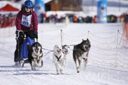 Lenk 2013